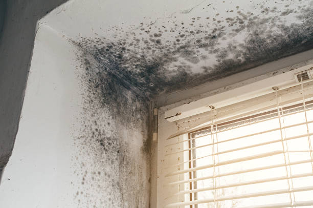 Trusted Commercial Mold Remediation service in Blain, PA - Cheap Mold Removal